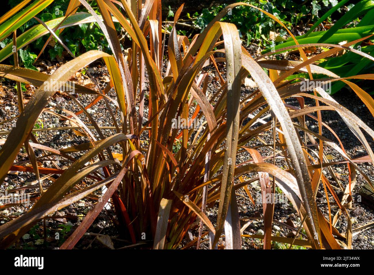 New Zealand Flax, Phormium tenax purpurpureum Foto Stock