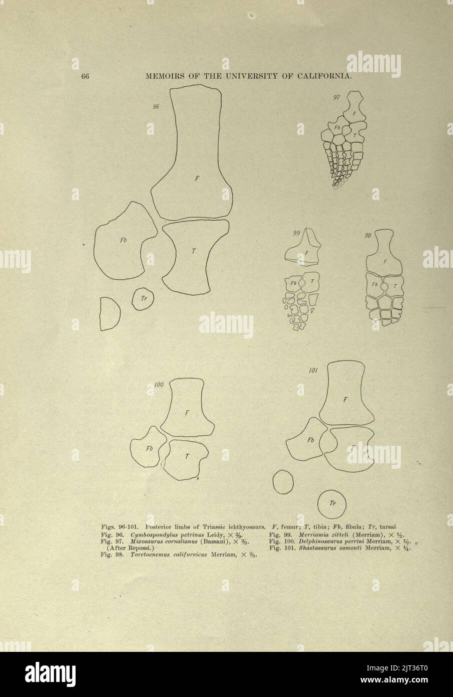 Ictiosauria Triassica (pagina 66) Foto Stock