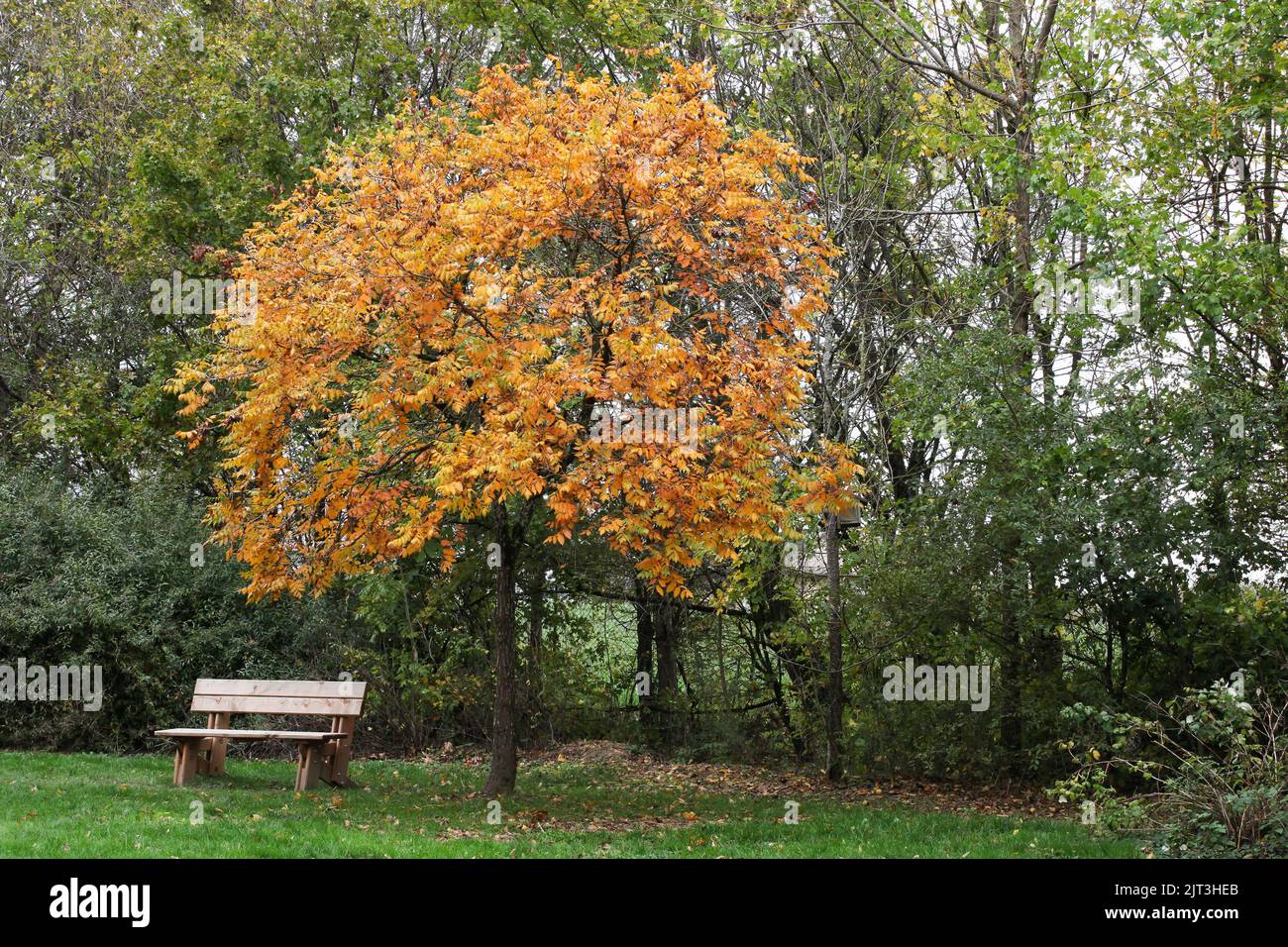 Paesaggio autunnale al parco degli uccelli a Villars les Dombes, Francia Foto Stock