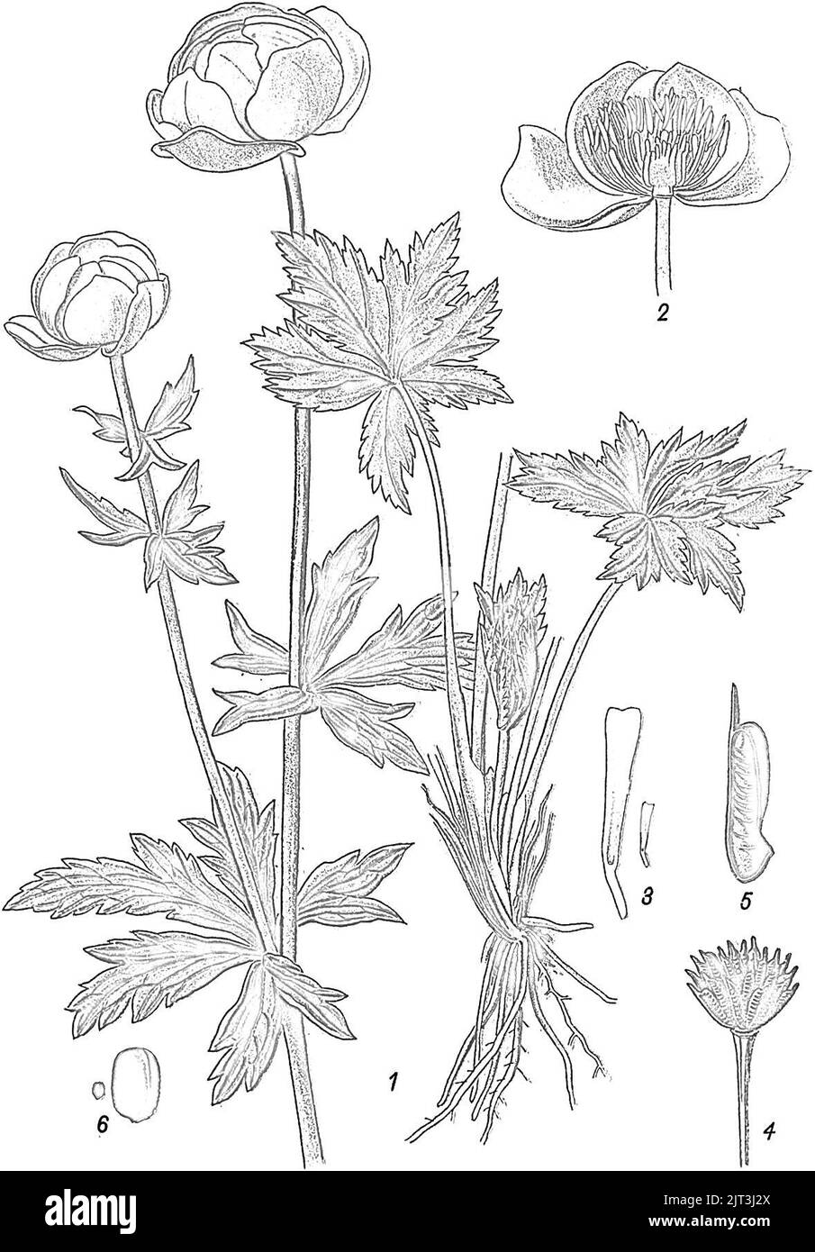 Trollius europaeus (Die Giftpflanzen, Esser 1910, Foto Stock