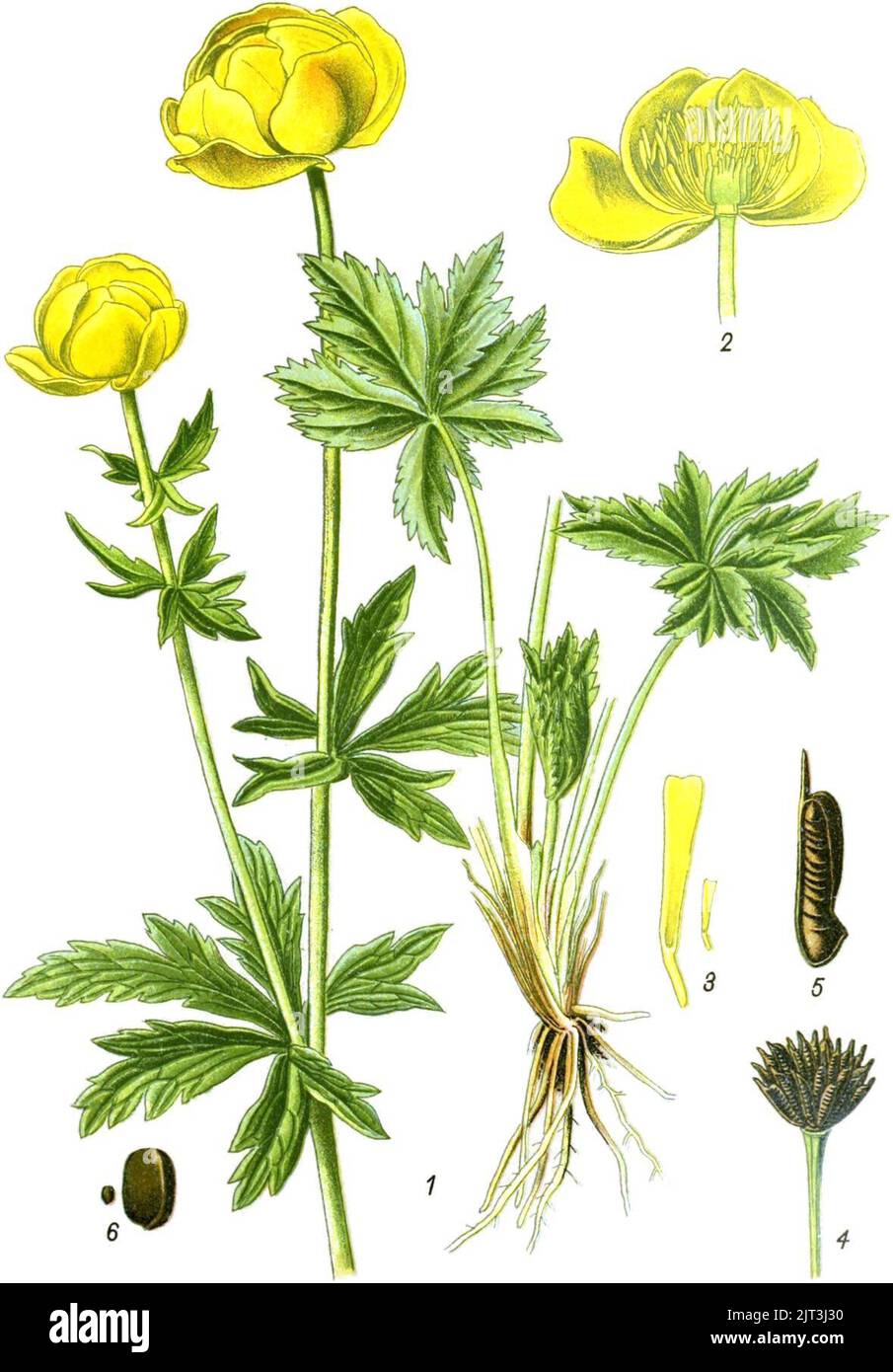Trollius europaeus (Die Giftpflanzen, Esser 1910, Foto Stock