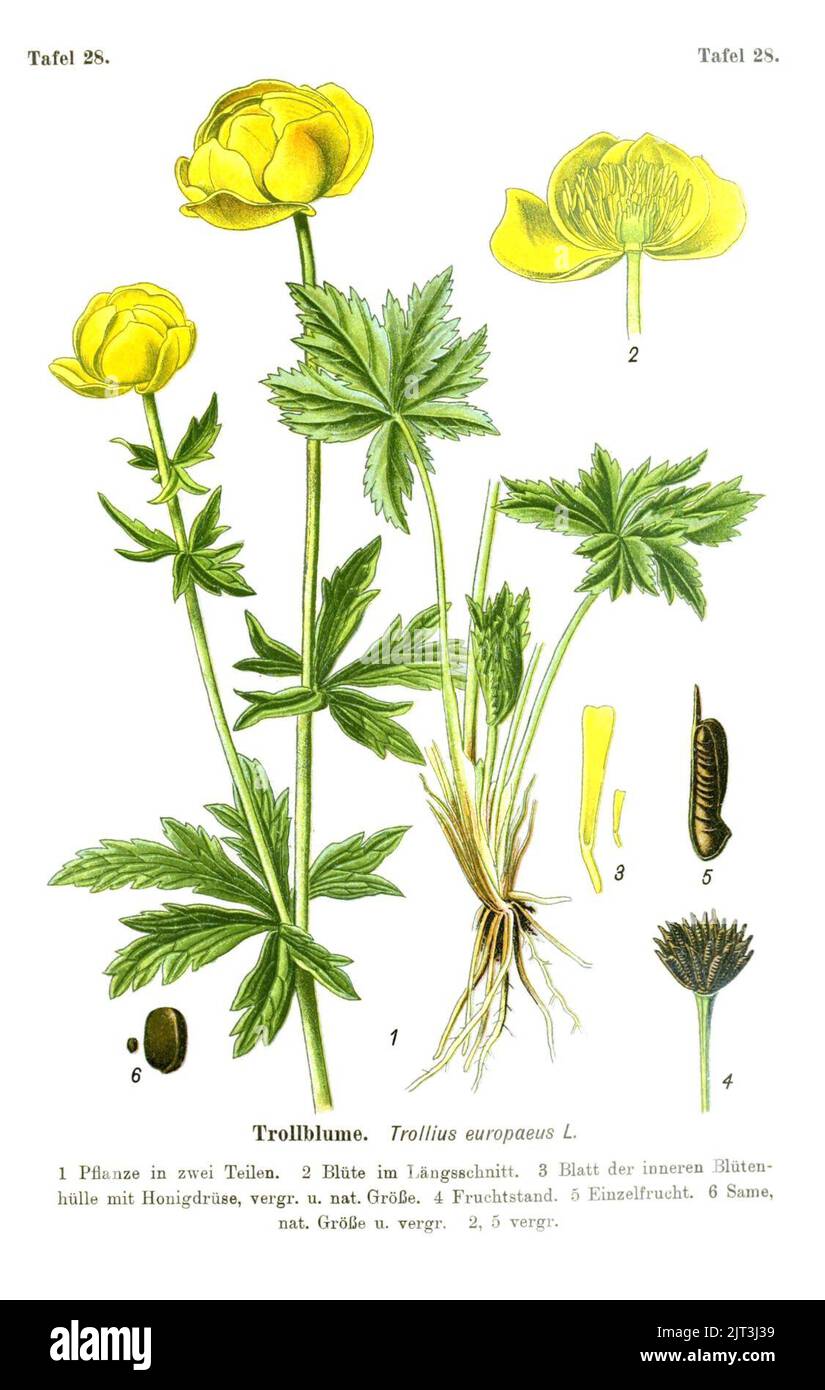 Trollius europaeus (Die Giftpflanzen, Esser 1910, Foto Stock