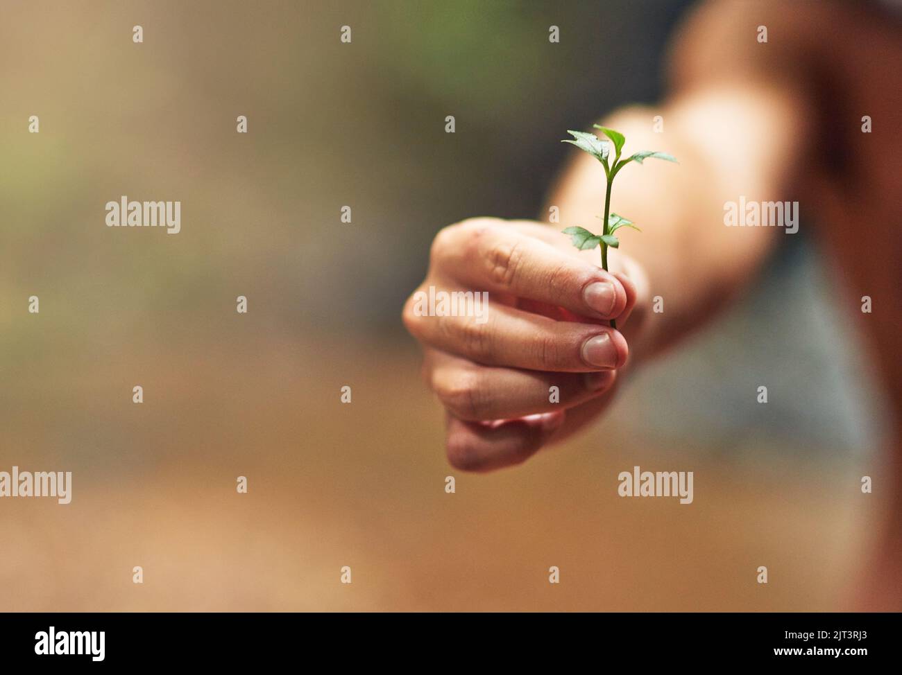 Verde fingers. Una persona non identificabile che tiene una pianta piccola nella loro mano. Foto Stock