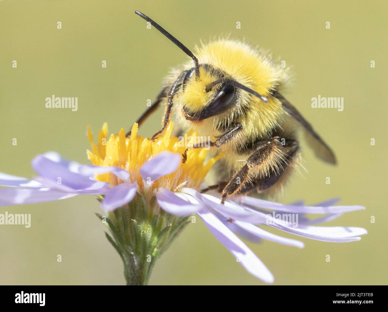 Bomble Bee testa gialla (Bombus flavifrons) Foraging maschio su Asterflower, Mt. Hood, Oregon. Foto Stock