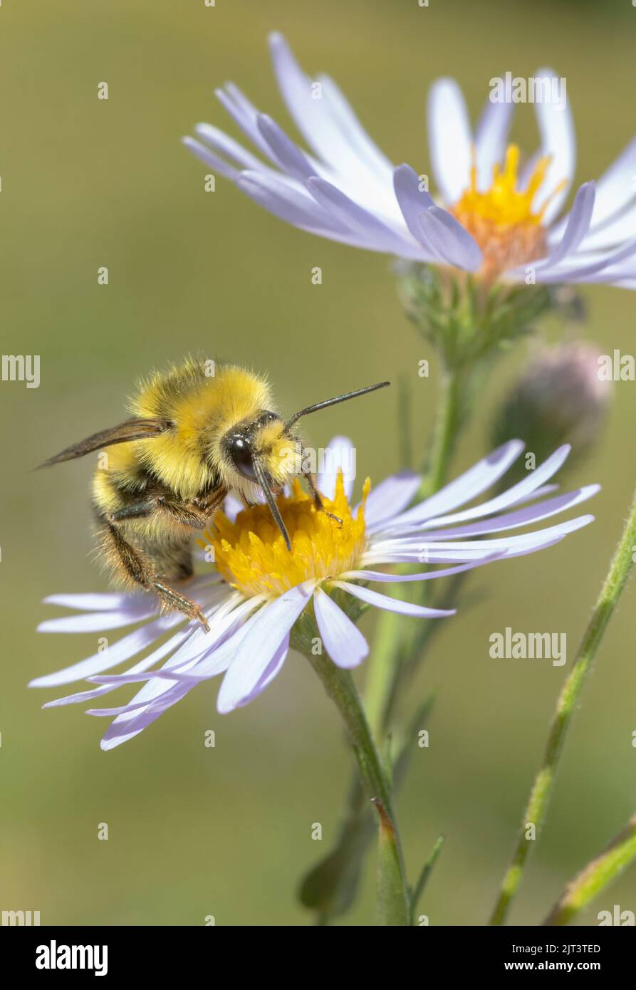 Bomble Bee testa gialla (Bombus flavifrons) Foraging maschio su Asterflower, Mt. Hood, Oregon. Foto Stock