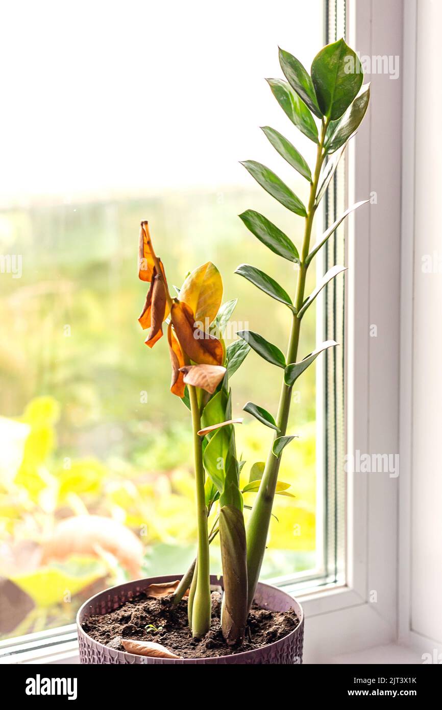 Zamioculcas diventa giallo e si asciuga. Problemi di pianta indoor. Cura impropria. Foto Stock