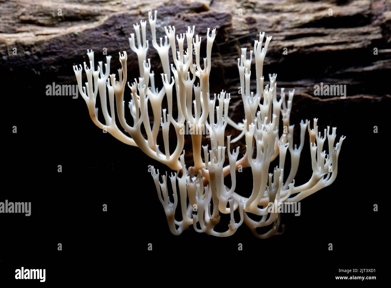 Coral Fungus con punta a corona o Coral Fungus (Artomyces pyxidatus) - DuPont state Recreational Forest - Cedar Mountain, vicino a Brevard, North Carolin Foto Stock