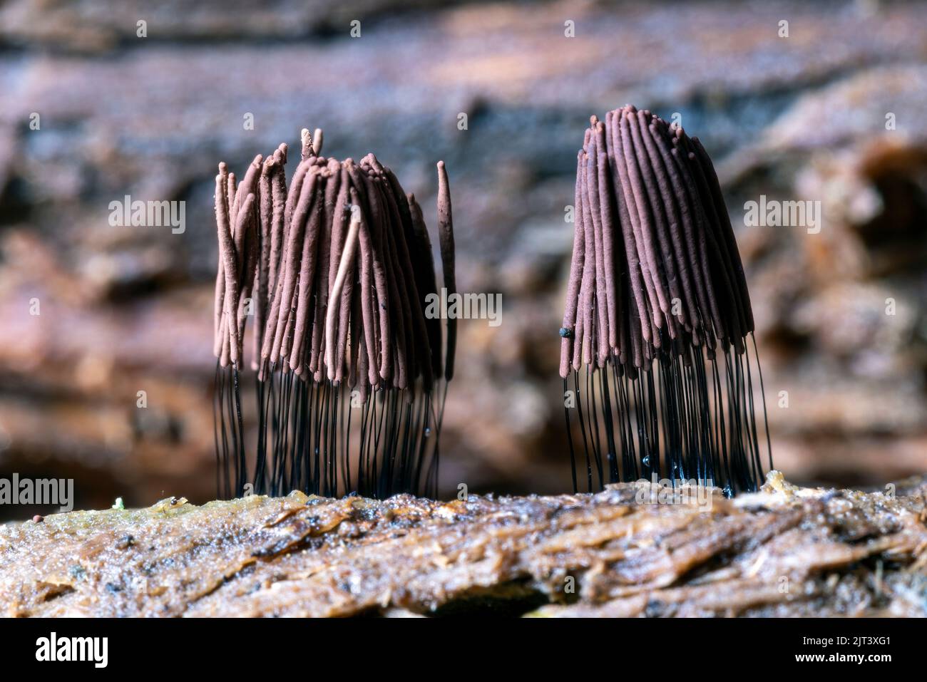 Muffa di calce con tubo di cioccolato (Stemonitis sp.) DuPont state Recreational Forest - Cedar Mountain, vicino a Brevard, North Carolina, Stati Uniti Foto Stock