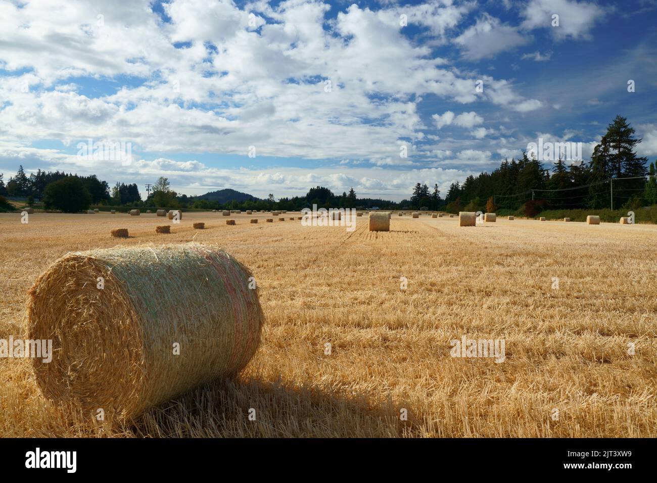 Rotoli e balle di paglia su un campo Foto Stock