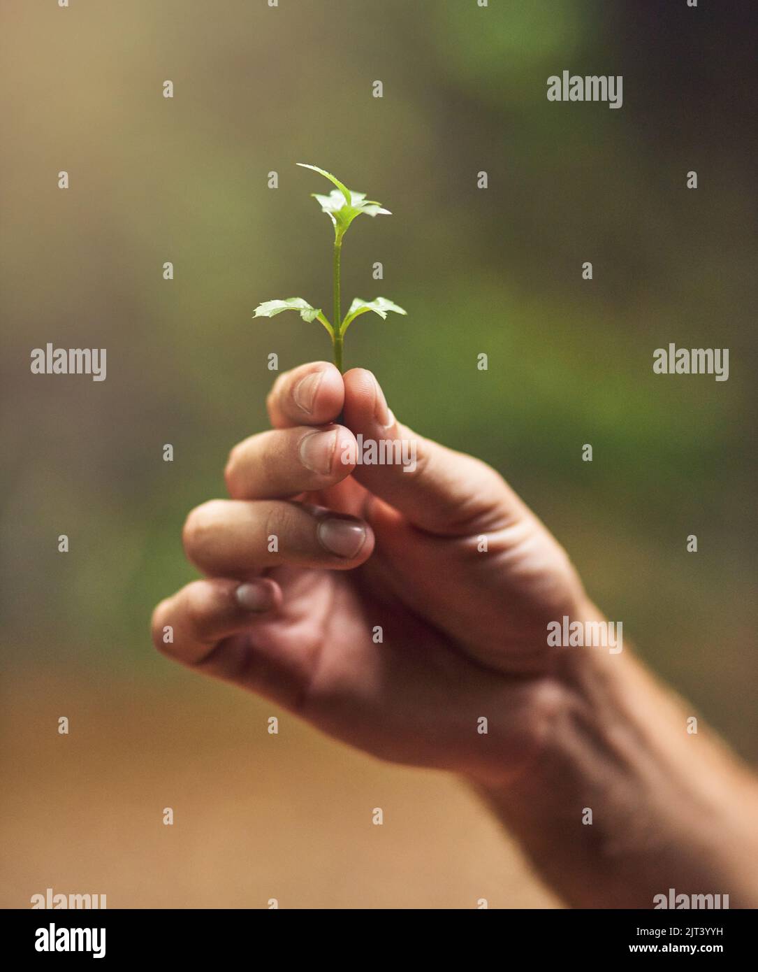 Sia buono a nature. Una persona non identificabile che tiene una pianta piccola nella loro mano. Foto Stock