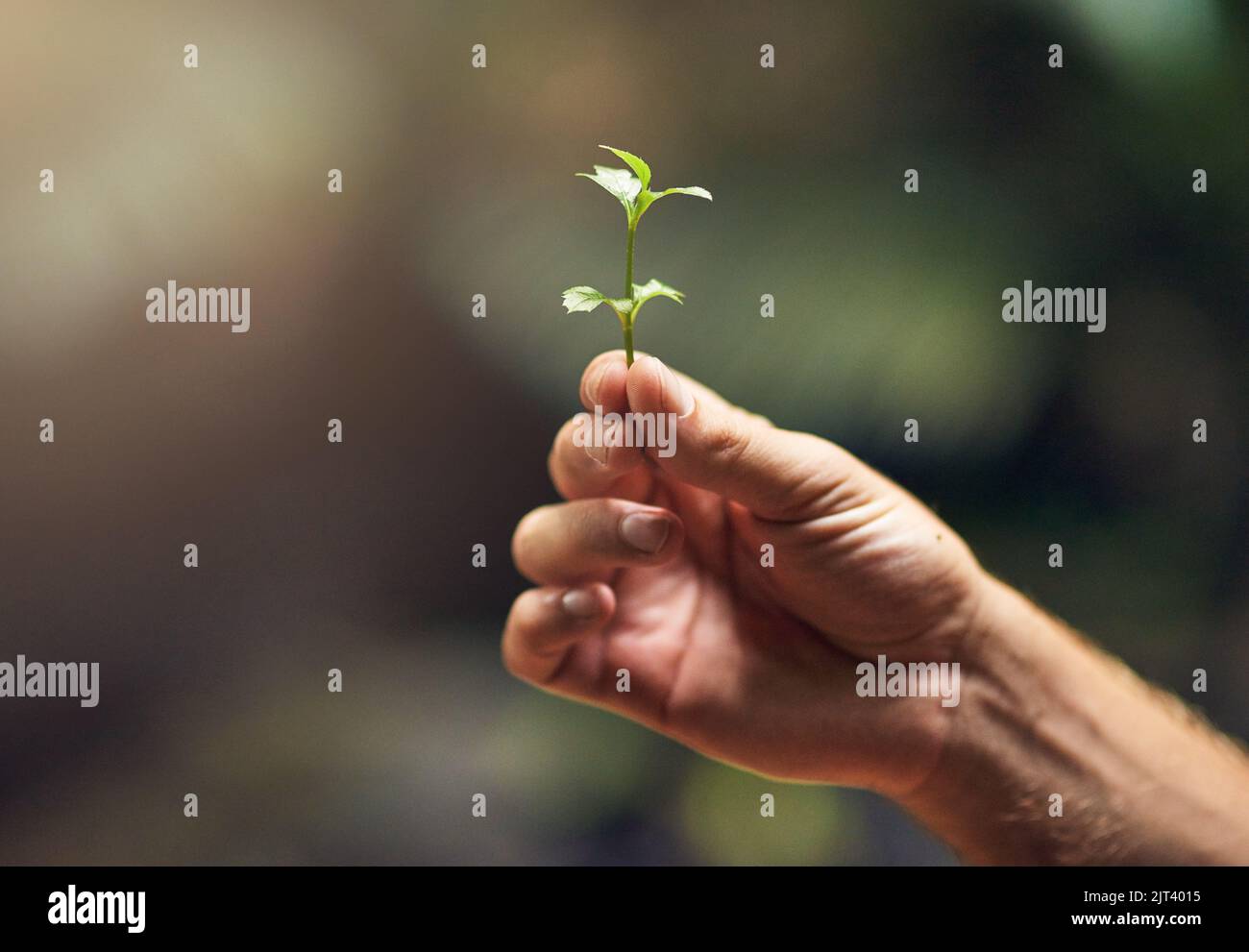 La vita troverà un senso. Una persona non identificabile che tiene una pianta piccola nella loro mano. Foto Stock