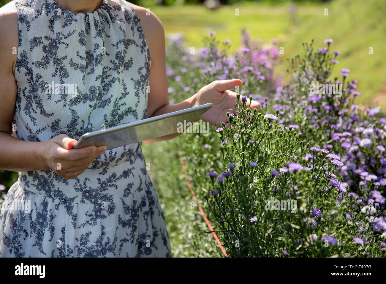Donna asiatica di mezza età usando una tavoletta mentre controlla la qualità dei fiori in giardino. Foto Stock