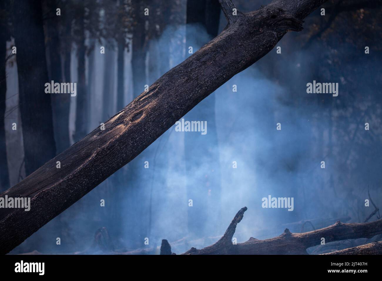 Dopo il disastro di fuoco selvaggio causato dagli esseri umani Foto Stock