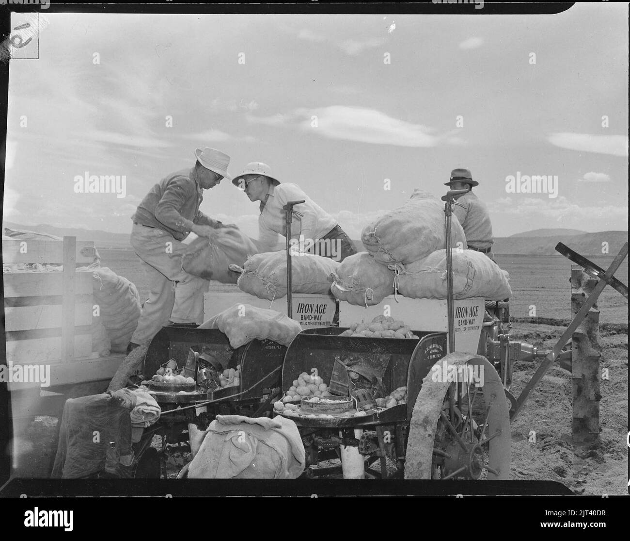 Tule Lake Relocation Center, Newell, California. Caricare patate da semina su un pl di patate rotative per mangimi. . . Foto Stock