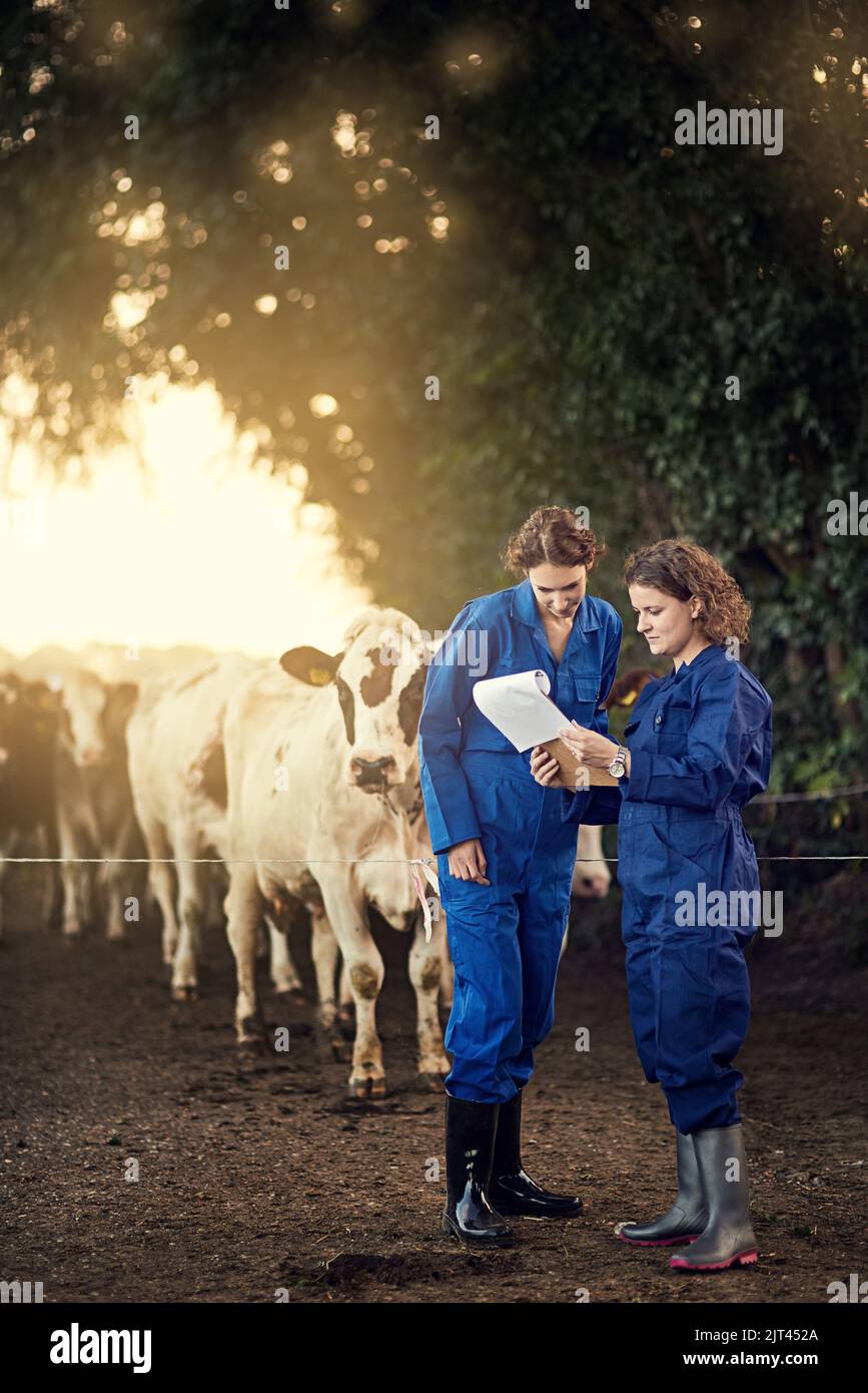 La produzione di latte è in costante aumento e due lavoratrici agricole guardano insieme a una clipboard mentre si trovano fuori dalle loro mucche. Foto Stock