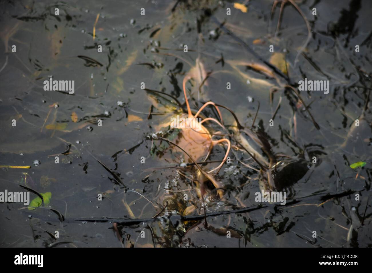 Il pesce gatto cresce in abbondanza causando perdite economiche. Pesce gatto grande alimentato da persone con alimenti pericolosi Foto Stock