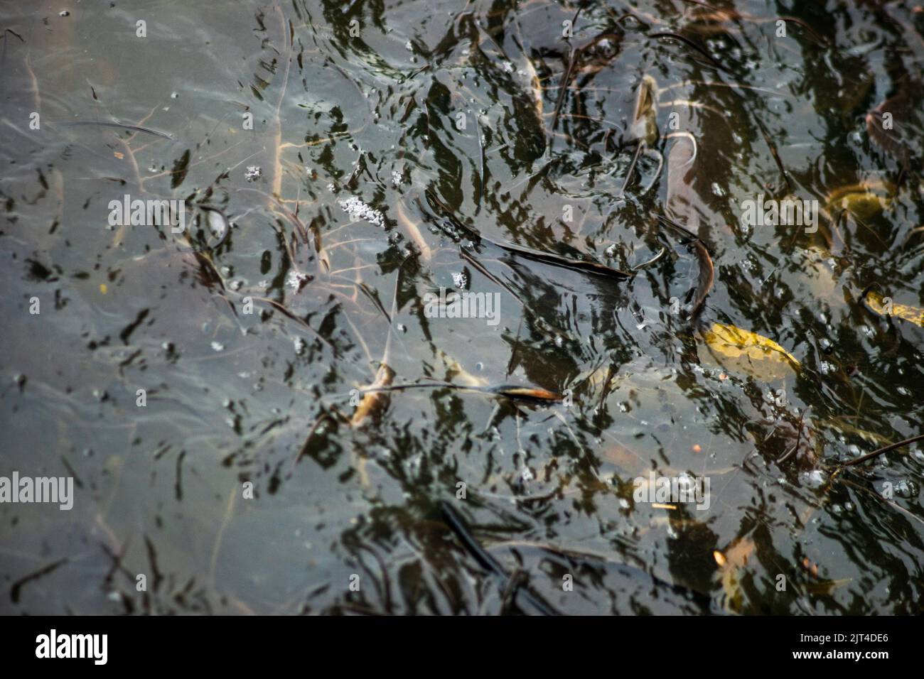 Il pesce gatto cresce in abbondanza causando perdite economiche. Pesce gatto grande alimentato da persone con alimenti pericolosi Foto Stock