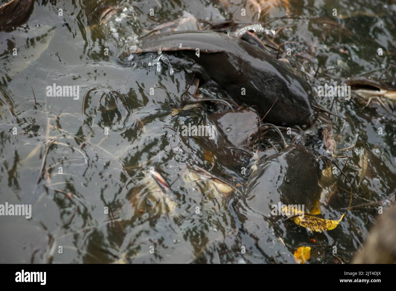 Il pesce gatto cresce in abbondanza causando perdite economiche. Pesce gatto grande alimentato da persone con alimenti pericolosi Foto Stock