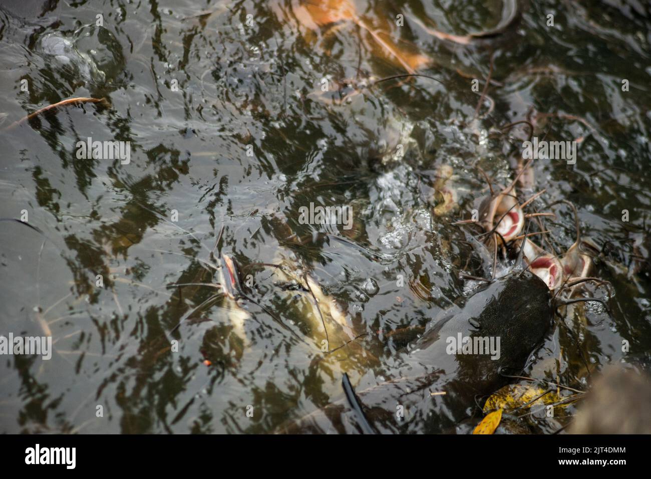 Il pesce gatto cresce in abbondanza causando perdite economiche. Pesce gatto grande alimentato da persone con alimenti pericolosi Foto Stock