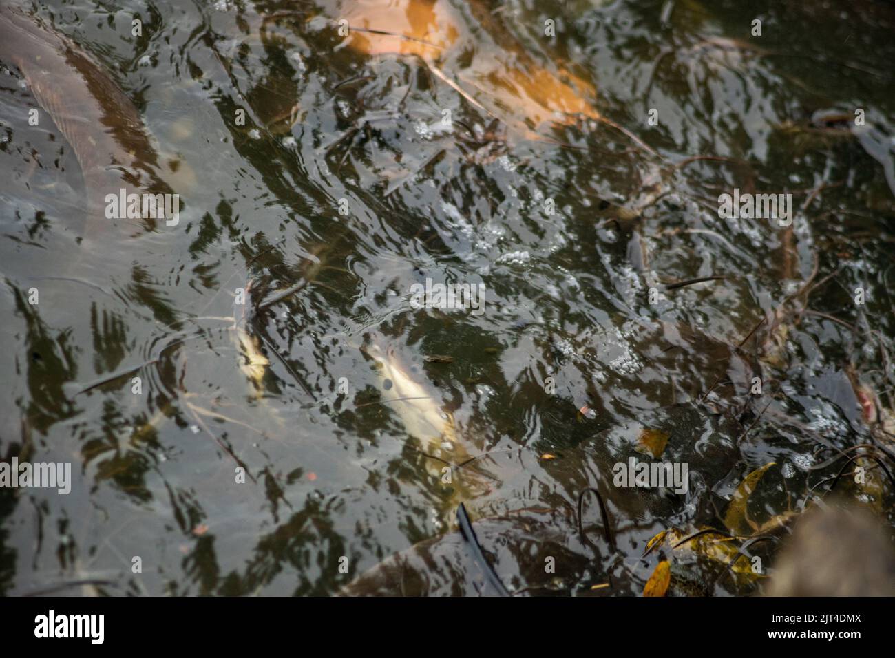 Il pesce gatto cresce in abbondanza causando perdite economiche. Pesce gatto grande alimentato da persone con alimenti pericolosi Foto Stock