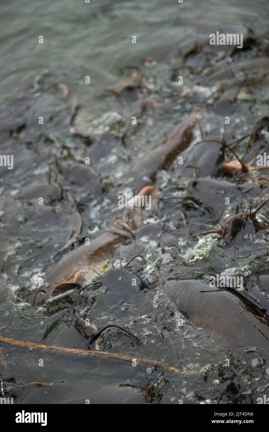 Il pesce gatto cresce in abbondanza causando perdite economiche. Pesce gatto grande alimentato da persone con alimenti pericolosi Foto Stock