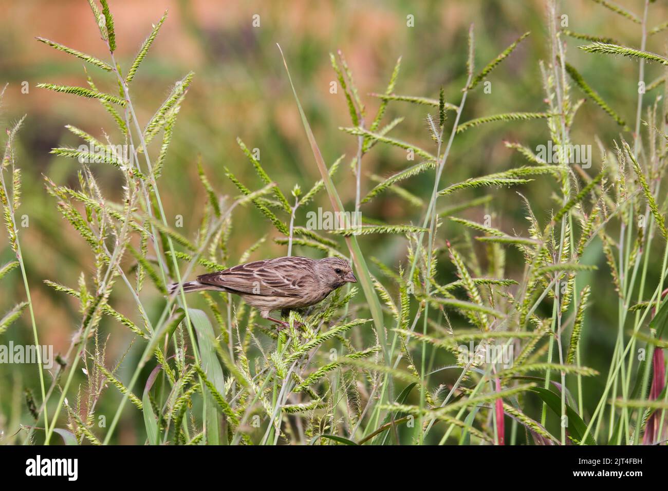 Foraggio del canarino nero su erba segnale (Serinus atrocularis) Foto Stock