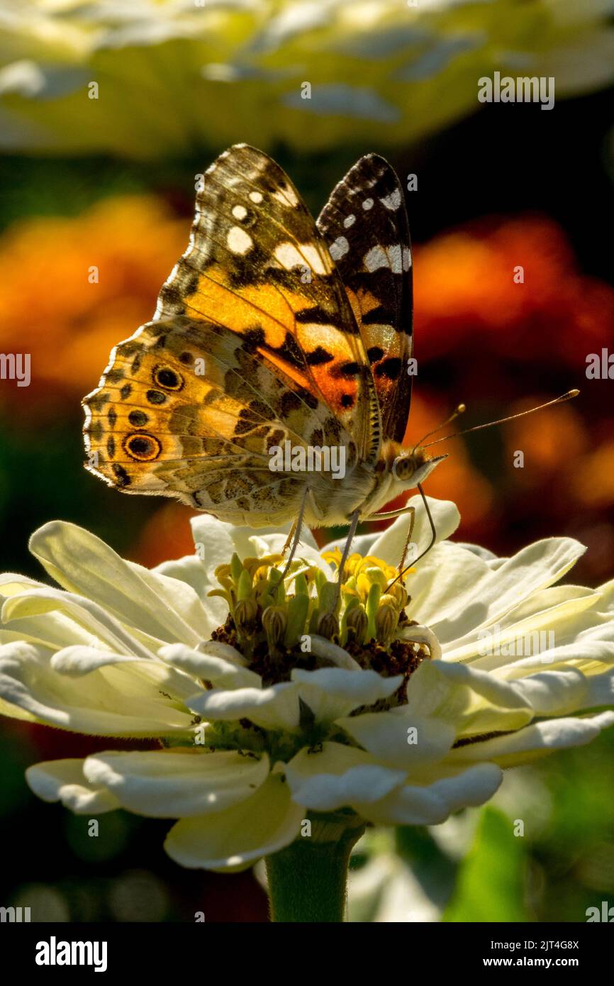 Farfalla su Zinnia Foto Stock