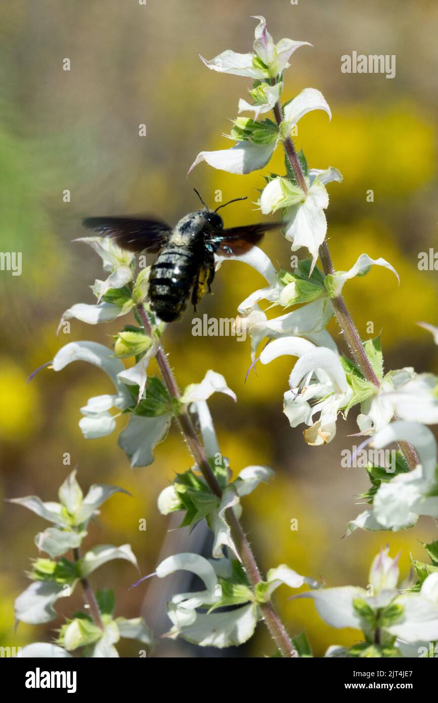Insetti volanti, grandi api da falegname viola volanti, Xylocopa violacea Carpenter Bee Salvia, Flying Bee to Flower Foto Stock