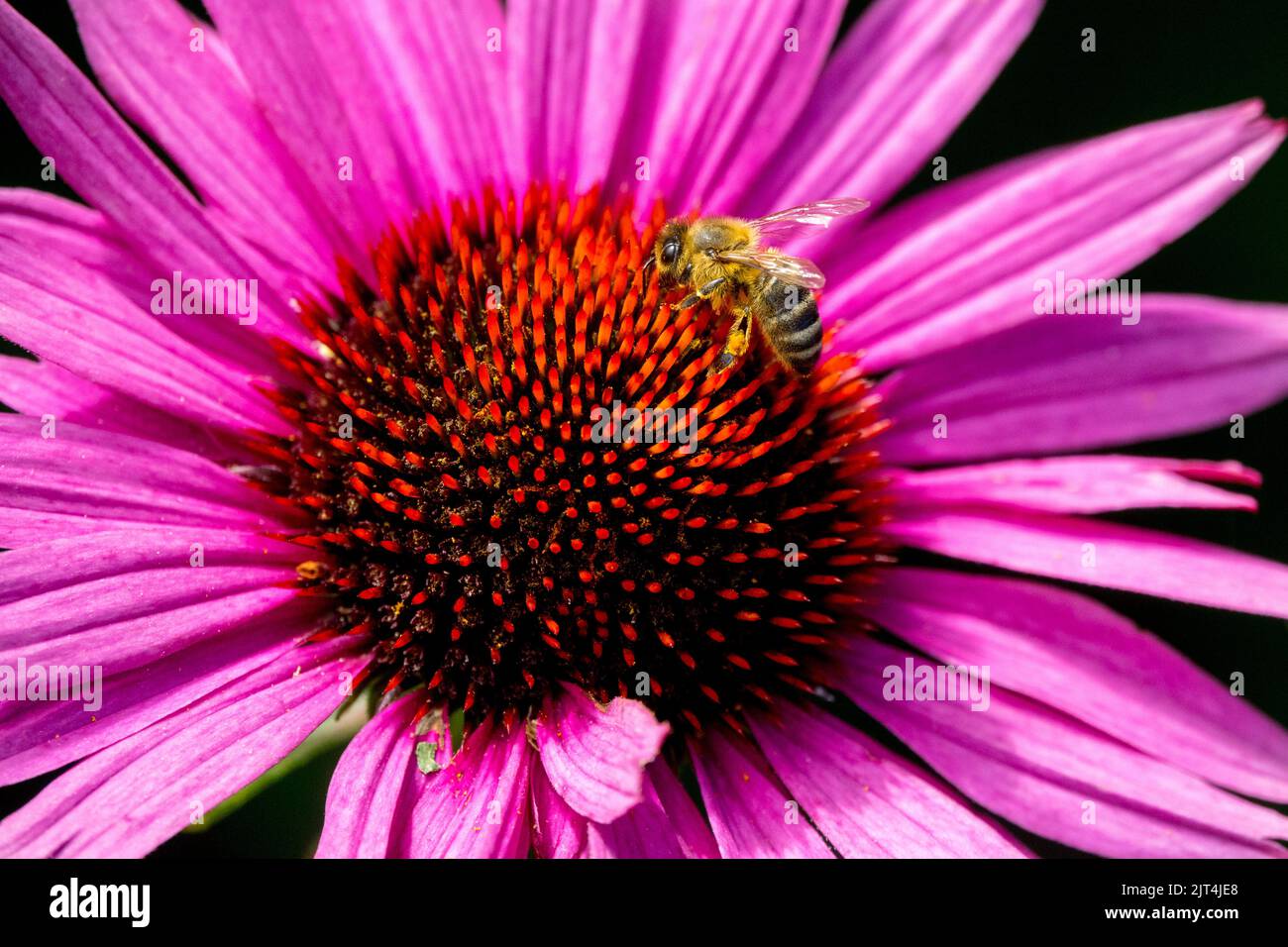 Ape miele su Echinacea fiore testa Coneflower Foto Stock