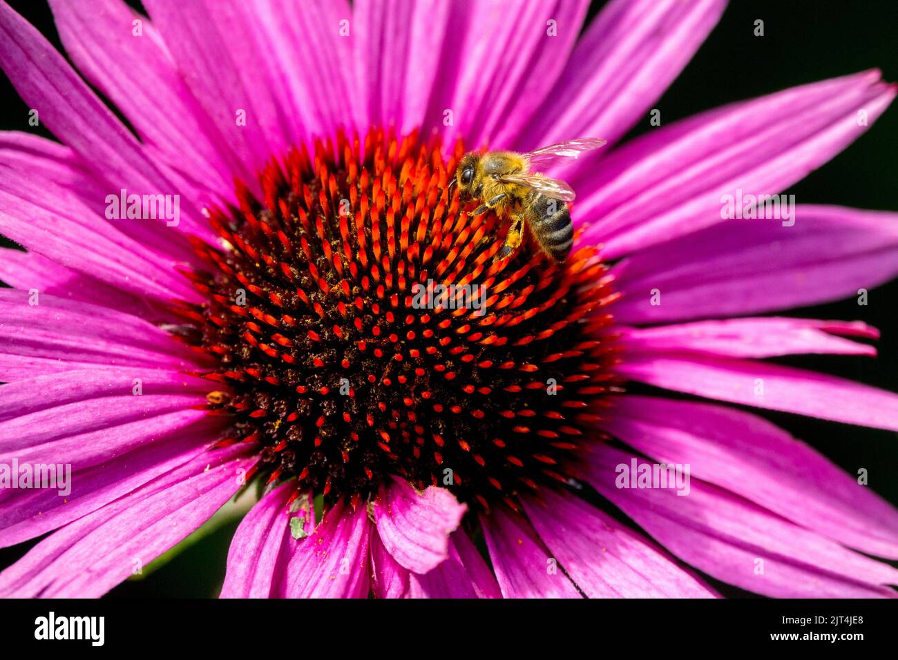 Ape miele sulla testa di fiore di Echinacea Coneflower Bee fiore estivo Foto Stock