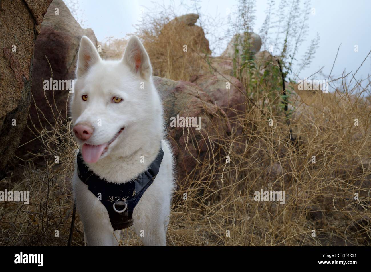 Orologio Husky Foto Stock