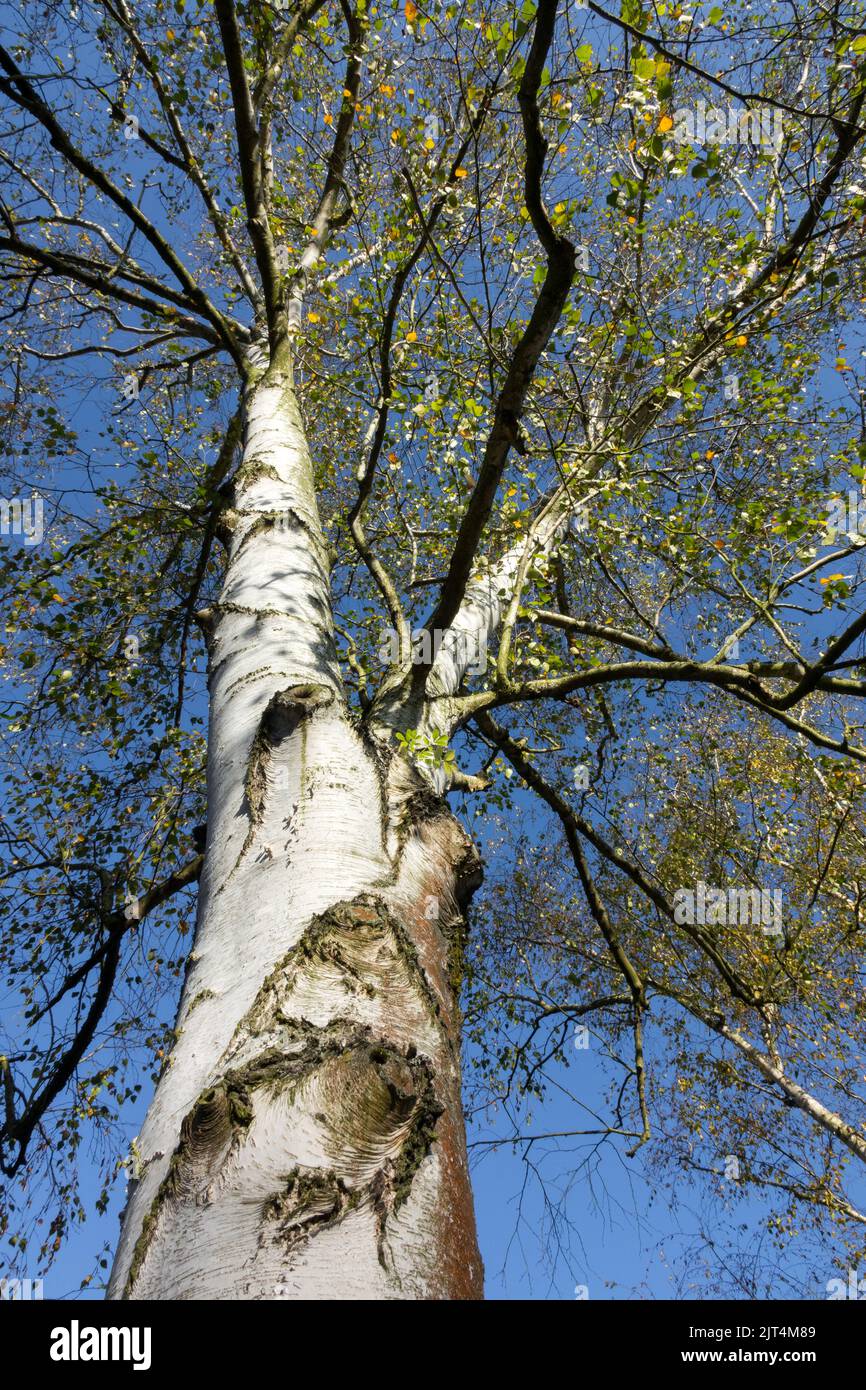 Betula Birch Tree Bark Birch Bianco giapponese Betula Pendula 'Mandshurica' Birch Trunk, contro il cielo blu Foto Stock