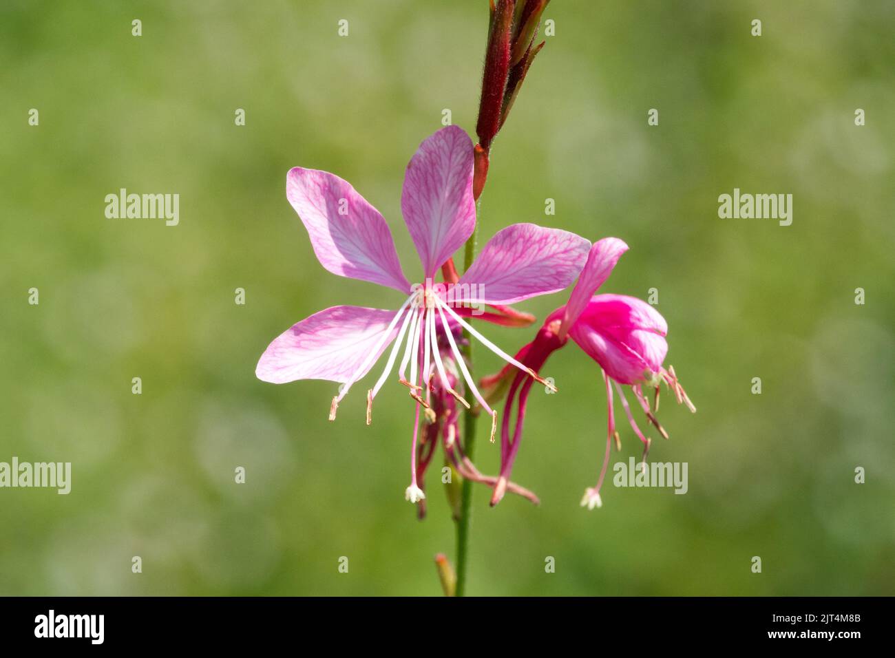 Fiore rosa, piccolo fiore singolo, Gaura lindheimeri, Oenotera fiore rosa sfondo sfocato Foto Stock