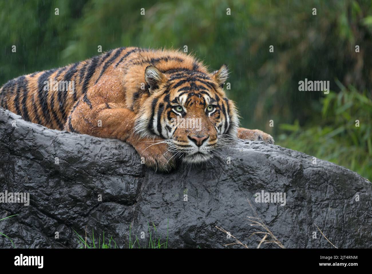 La tigre di Sumatra sotto la pioggia Foto Stock