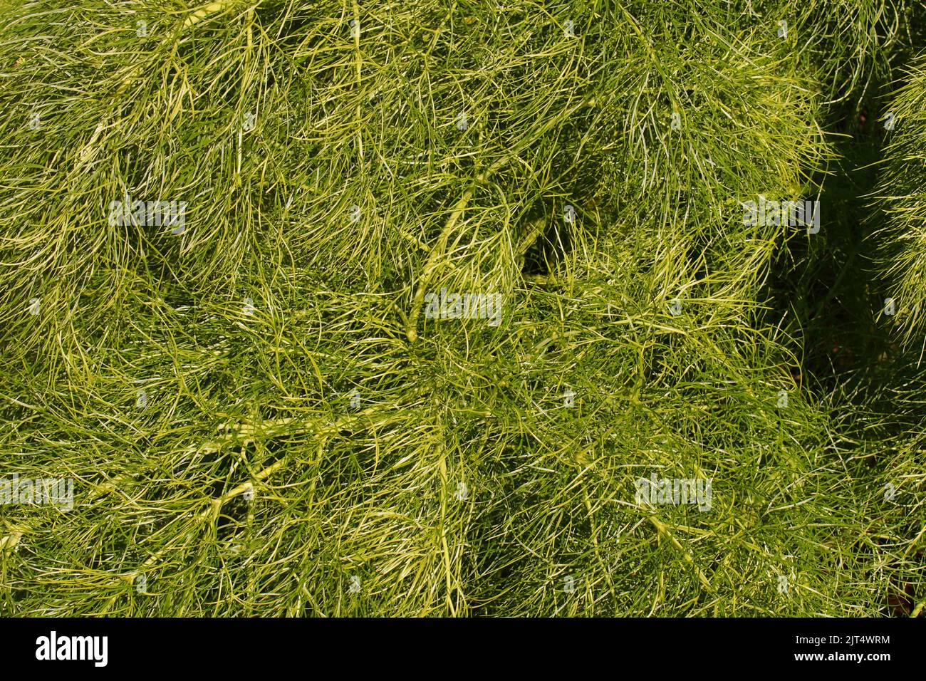 Una grande pianta di finocchio nel giardino di Brandon Country Park, Suffolk, che mostra una crescita vigorosa Foto Stock