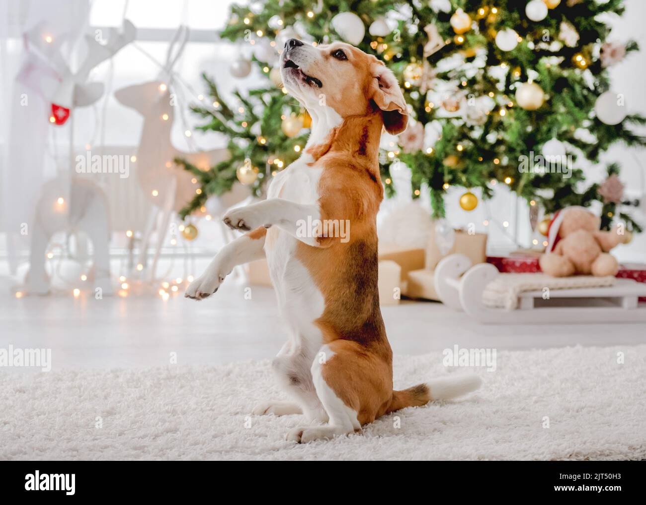 Beagle cane nel periodo di Natale Foto Stock