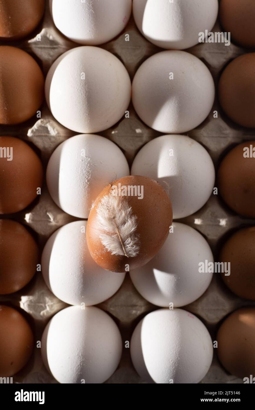 Sfondo uovo. Uova bianche e marroni in un vassoio della scatola di carta alimenti proteici. Eco biologico. Concetto di minimalismo. Foto Stock