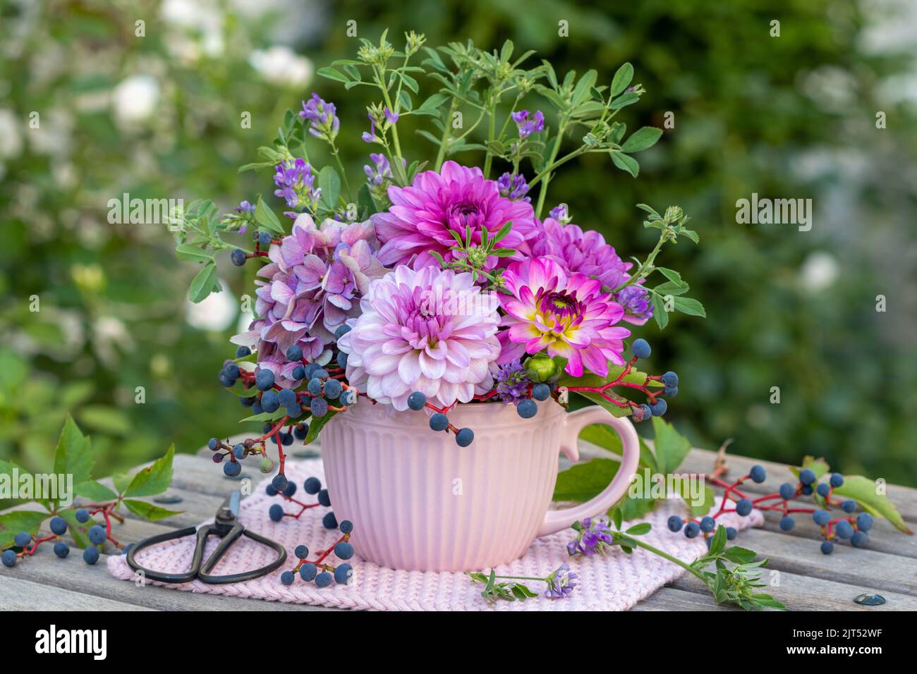 bouquet di dahlias rosa e viola, fiori di ortensia e bacche di vino selvatico in tazza in giardino Foto Stock