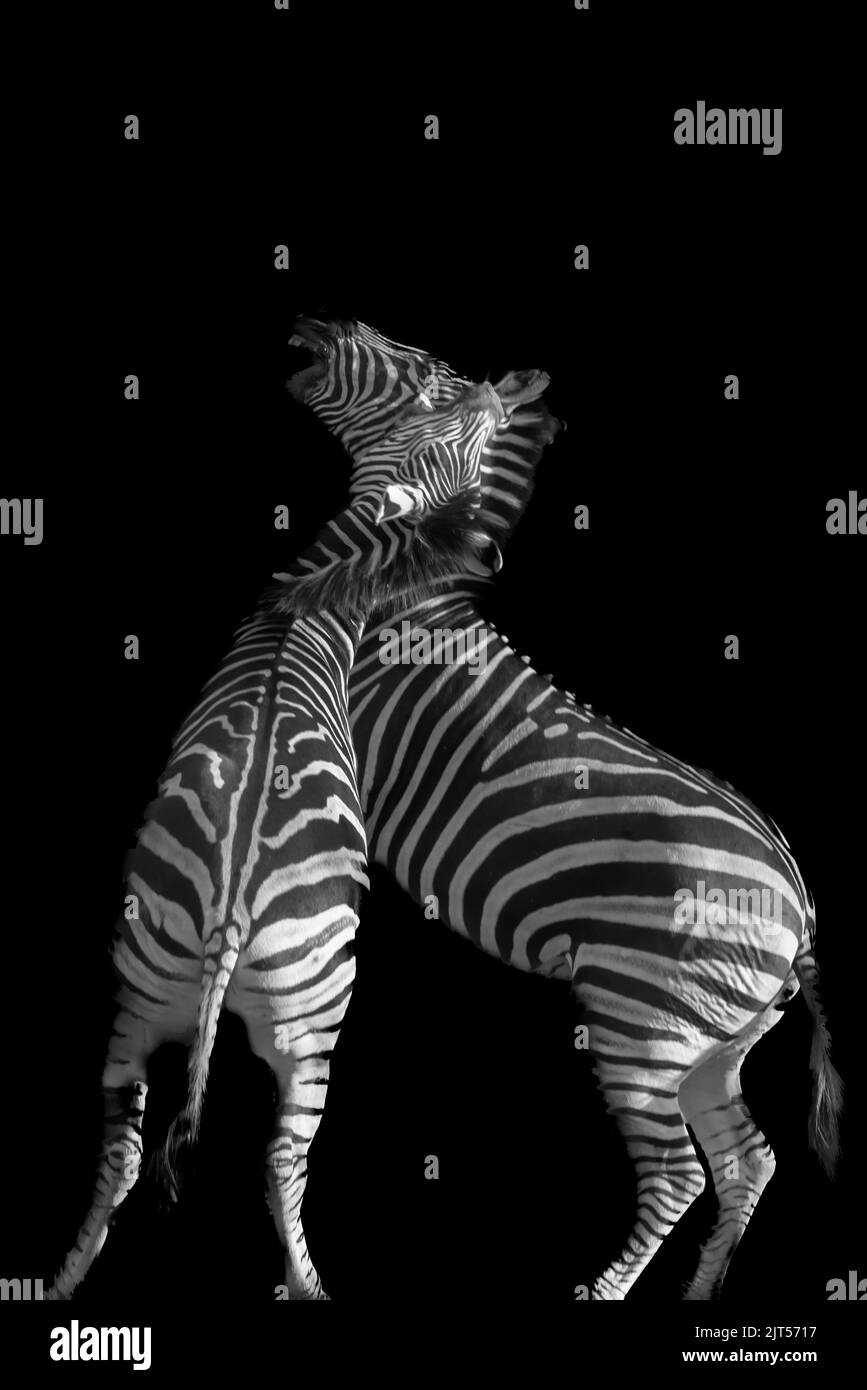 Zebra Stallions Fighting - immagine in bianco e nero su sfondo nero con zebra riprodotta Foto Stock