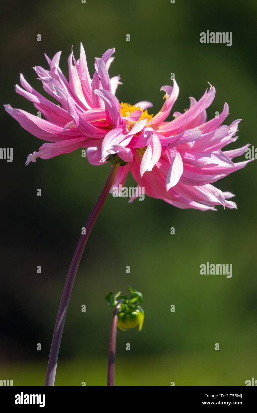 Fiore singolo Dahlia 'Hollyhill Cotton Candy' bel fiore rosa su stelo ritratto Dahlia cactus, sfondo verde, singolo gambo di fiore Foto Stock