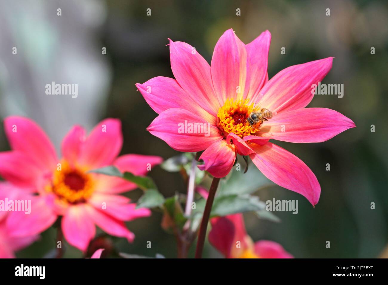 Un'ape di miele sedette sul RevelÕ di Twyning di Dahlia Rosa. Foto Stock