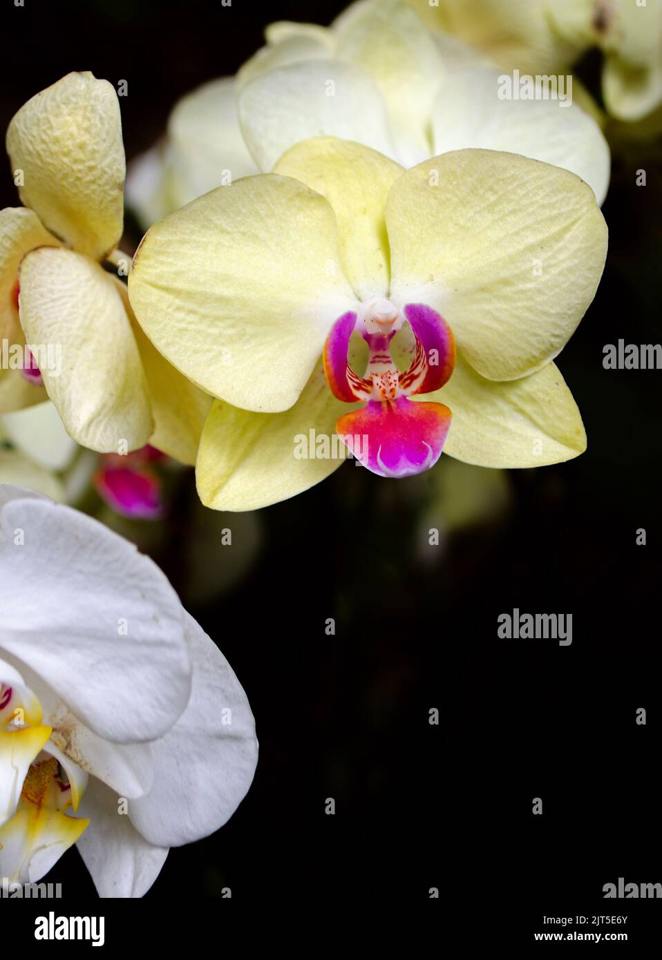 Fiori di orchidea bianca e gialla su sfondo nero con spazio copia Foto Stock