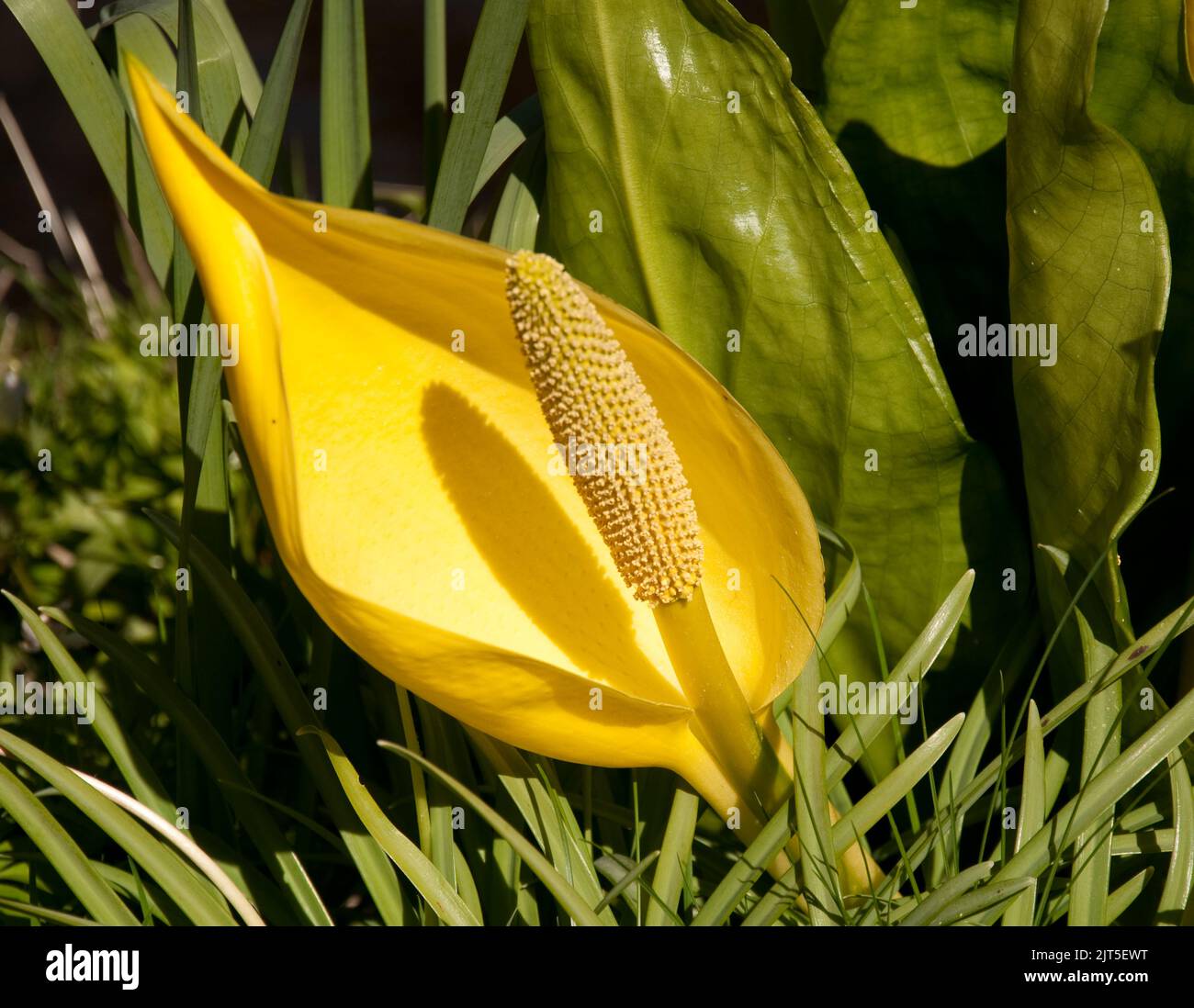 Lysichiton (Skunk Cabbage), Mount Usher Gardens, Mount Usher, Co. Wicklow, Eire. Il monte Usher è uno dei giardini più amati d'Irlanda, per entrambe le professioni Foto Stock