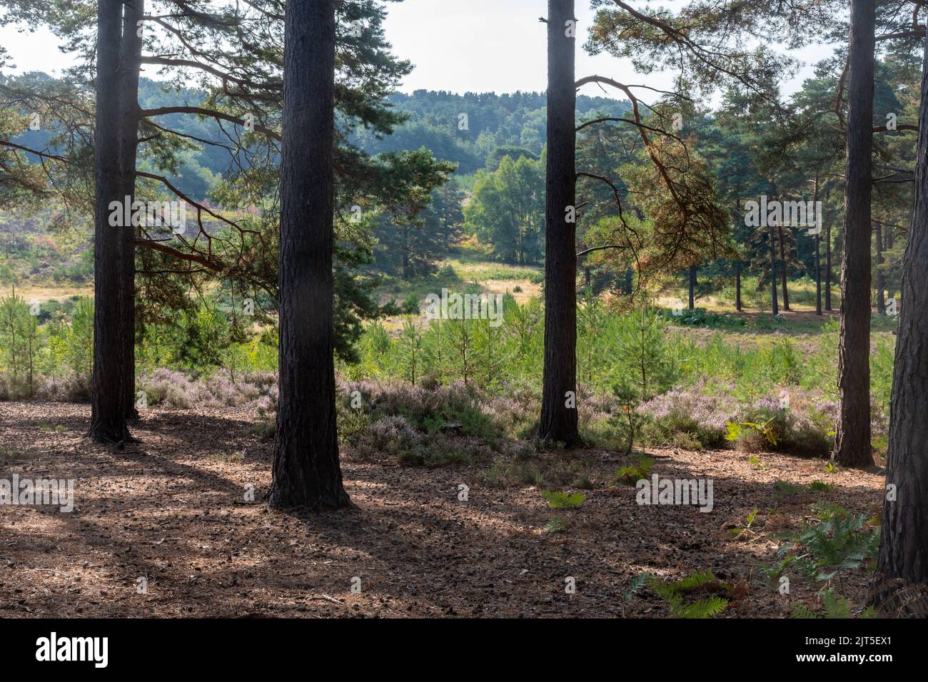 Barossa vista comune in estate o agosto, Surrey Heathland sito vicino a Camberley, Inghilterra, Regno Unito Foto Stock