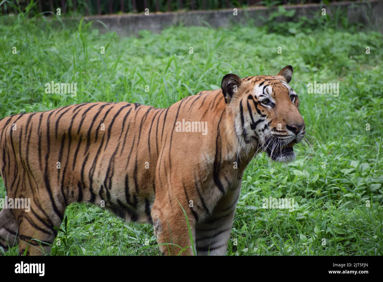 La tigre indiana è in piedi su un campo d'erba guardando lontano dalla telecamera. Foto Stock