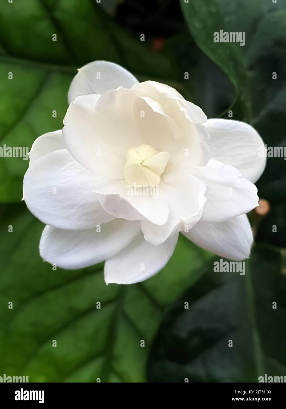 Primo piano del gelsomino bianco, del sambac di Jasminum o del gelsomino arabo, del Granduca di Toscana, del bel fiore bianco e delle foglie verdi, dell'aroma Foto Stock