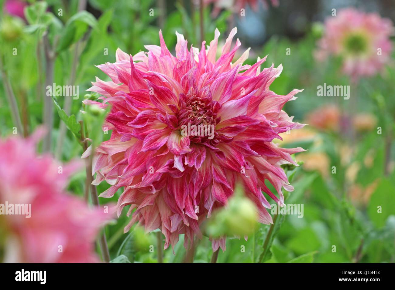 Dahlia 'Penhill Watermelon' in fiore. Foto Stock