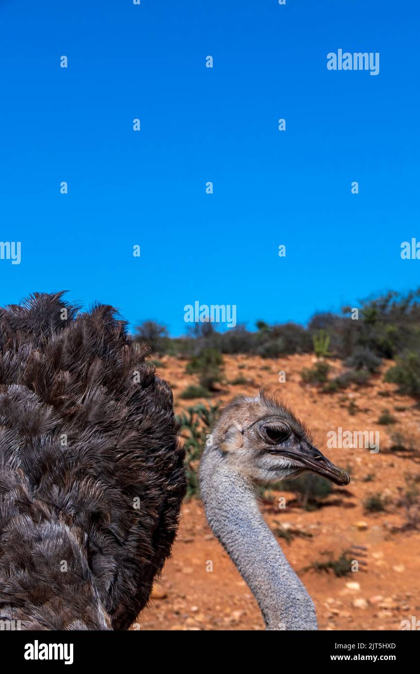 Testa di uccello selvatico africano comune struzzo primo piano. Sudafrica Foto Stock