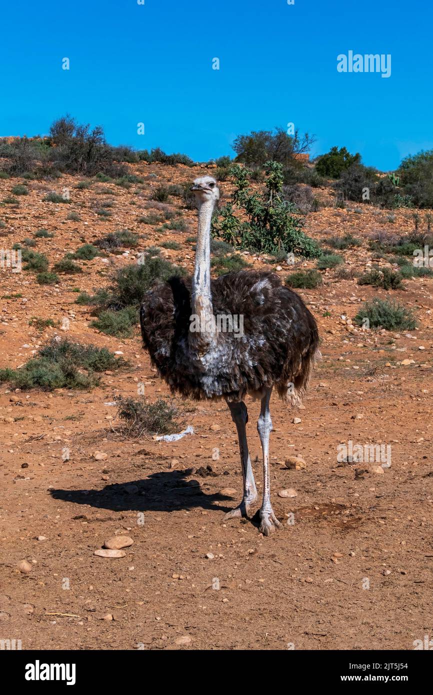 Primo piano di uccelli selvatici di struzzo comune africano. Sudafrica Foto Stock