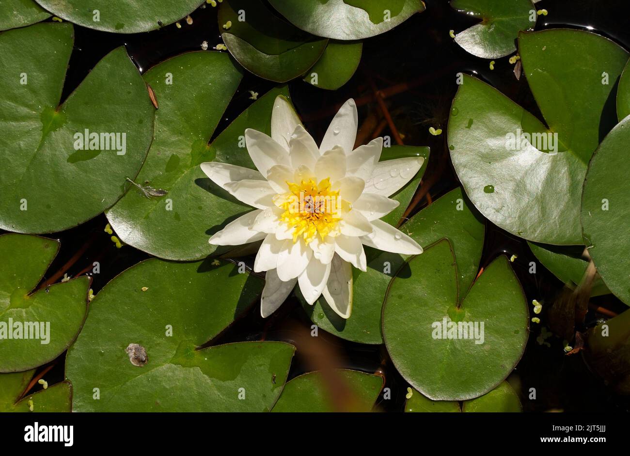 Acqua bianca fiore di giglio in uno stagno. Foto Stock